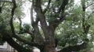 内部に神木があります