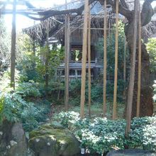 玉蔵院の本堂の前の枝垂れ桜です。樹齢１００年以上です。