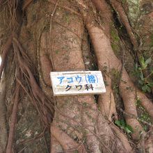 西之表市立榕城小学校の大アコウ