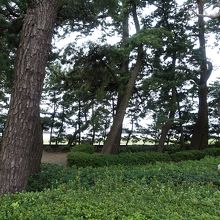 木が生い茂る海岸の公園