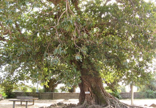 小学校の校庭に聳える大アコウ