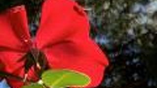 春と秋に楽しめます。