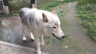 オオカミかっこいいです！！