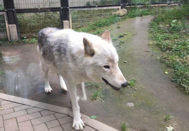 円山動物園 エゾシカ オオカミ舎 クチコミ アクセス 営業時間 札幌 フォートラベル