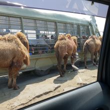 自家用車で回ると、こんな風景がよく見られます。