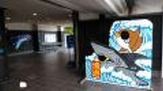 膨大な魚類のはく製は必見