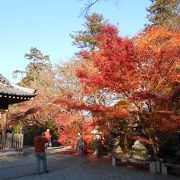 人気上昇中の紅葉の神社です。