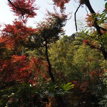 竹林と紅葉。