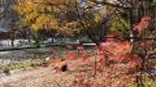 北海道大学の池