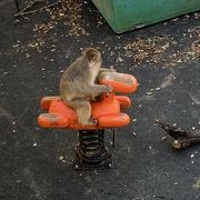 入園料無料の動物園！