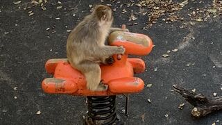 入園料無料の動物園！