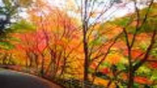 突如現れた紅葉ロード