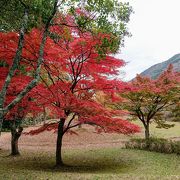 紅葉がきれいないい公園なんだけど