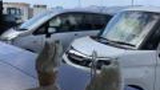 さっぱりした味のジェラート