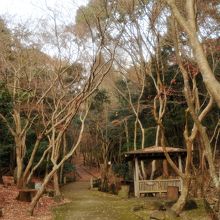 味わいのある木々