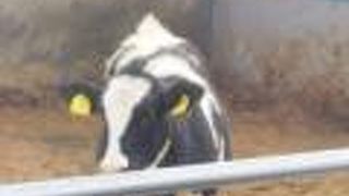 たくさんの牛さんに出会える場所