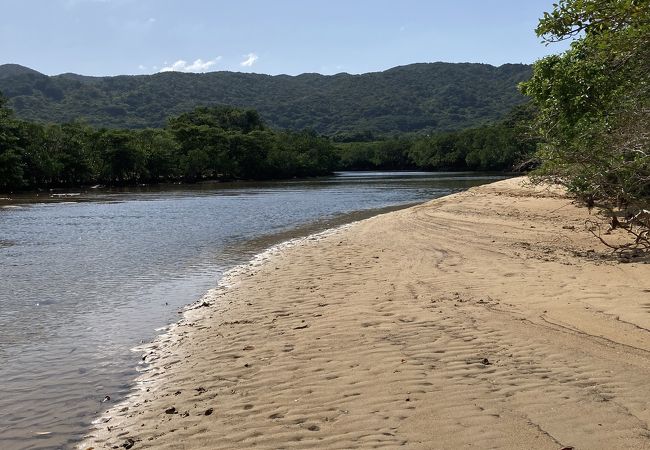 吹通川のヒルギ群落 クチコミ アクセス 営業時間 石垣島 フォートラベル