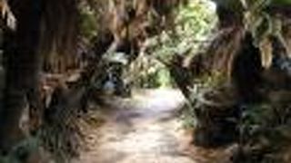 長さ２００ｍほどのソテツのトンネル