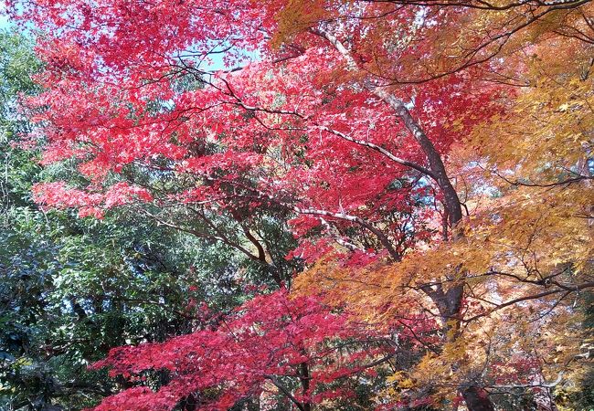 楓の紅葉が素晴らしい