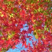 三宝寺池の紅葉が綺麗でした