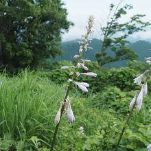 オオバギボウシ