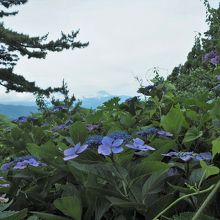紫陽花と富士山