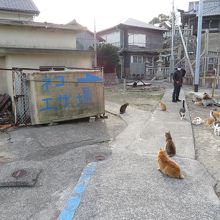 おもちゃで猫と遊ぶ男の子も