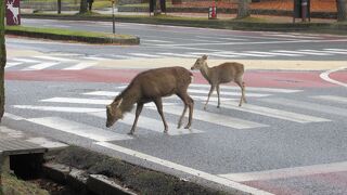奈良公園には1300頭以上の鹿が生活しているそうです