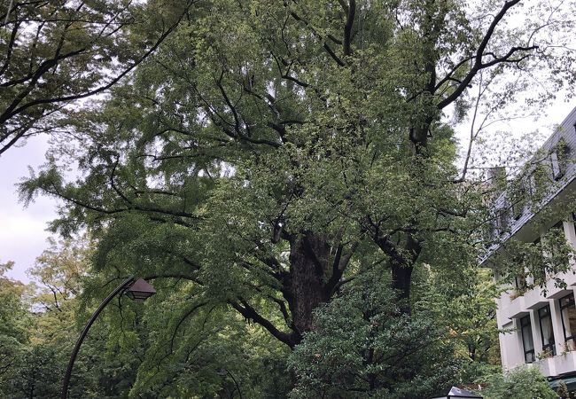 日比谷公園 首賭けイチョウ クチコミ アクセス 営業時間 銀座 有楽町 日比谷 フォートラベル 日比谷公園 首賭けイチョウ クチコミ アクセス 営業時間 銀座 有楽町 日比谷 フォートラベル