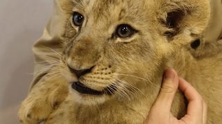 ライオンの赤ちゃんを抱っこ