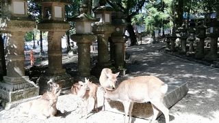 鹿のおみくじが可愛い