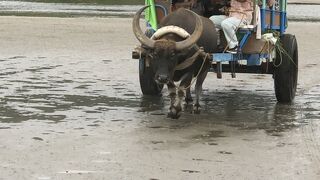 水牛車に乗って行きます