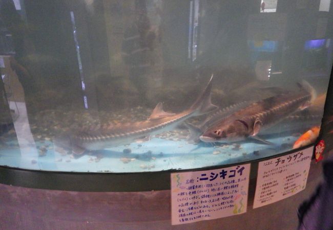 高千穂峡淡水魚水族館 クチコミ アクセス 営業時間 高千穂 五ヶ瀬 フォートラベル 高千穂峡淡水魚水族館 クチコミ アクセス 営業時間 高千穂 五ヶ瀬 フォートラベル