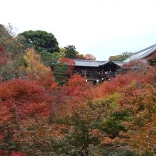 錦秋の東福寺さん、