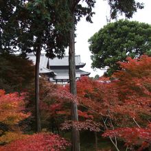 錦秋の東福寺さん、