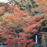 犬山もみじ寺　今年の紅葉は？