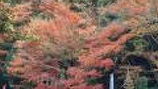 犬山もみじ寺　今年の紅葉は？