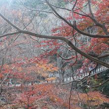 紅葉のつり橋