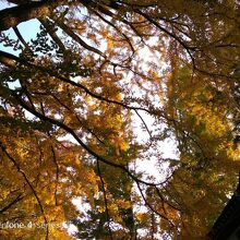 田無神社の銀杏