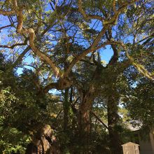 能因法師 雨乞の楠