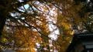 黄色い銀杏とぎんなん守り