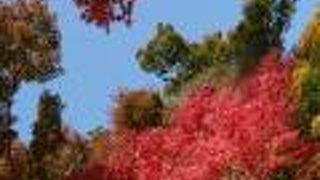 紅葉が、始まった円覚寺へ