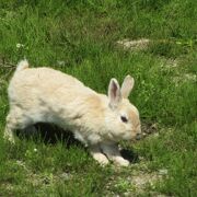 ウサギがたくさん