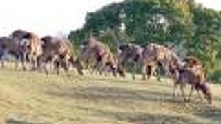 広い芝生と鹿の群れ