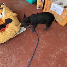 店の隣にはかわいい仔豚がいました。