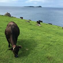 牛と海の織りなす絶景