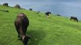 牛が作った風景