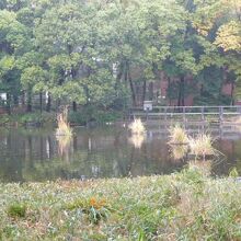 後谷公園の南側の池です。野鳥が多く見られ、きれいな池です。