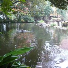 後谷公園の東側の池です。この池にも、野鳥が集まる憩いの場です