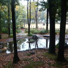 後谷公園の中の池です。樹々の生えている小路が、池を巡ります。